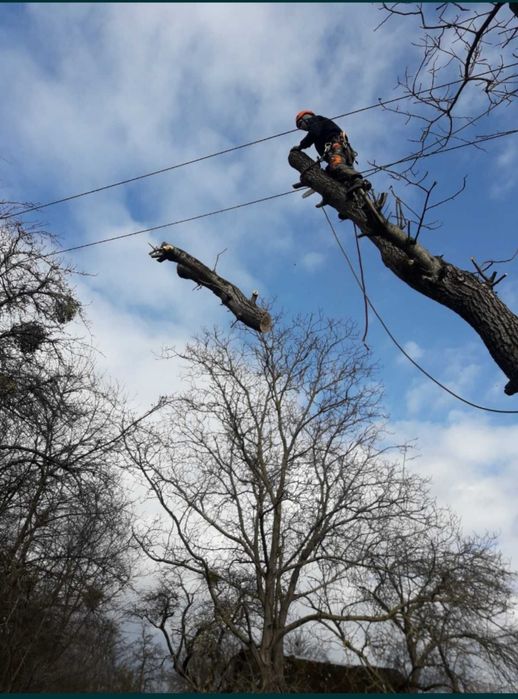 Зрізання дерева, зріз дерева , ремонт даху, висотні роботи