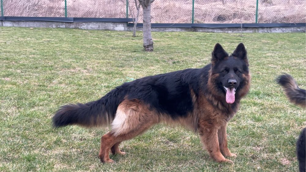 Кобель німецької вівчарки КСУ