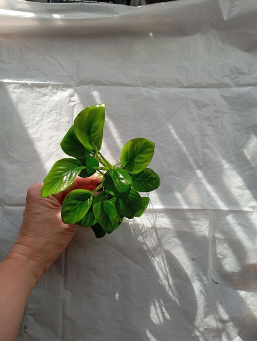 Sprzedam roślinka kwiat do akwarium anubias