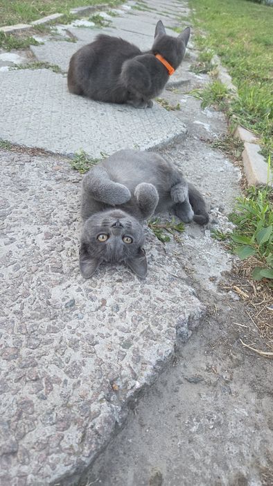 Кошенята в добрі руки