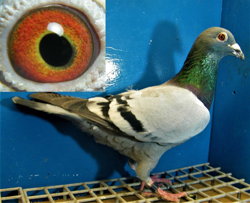 Gołąbek Rozpłodowy Samiczka wnuk Olimpijki