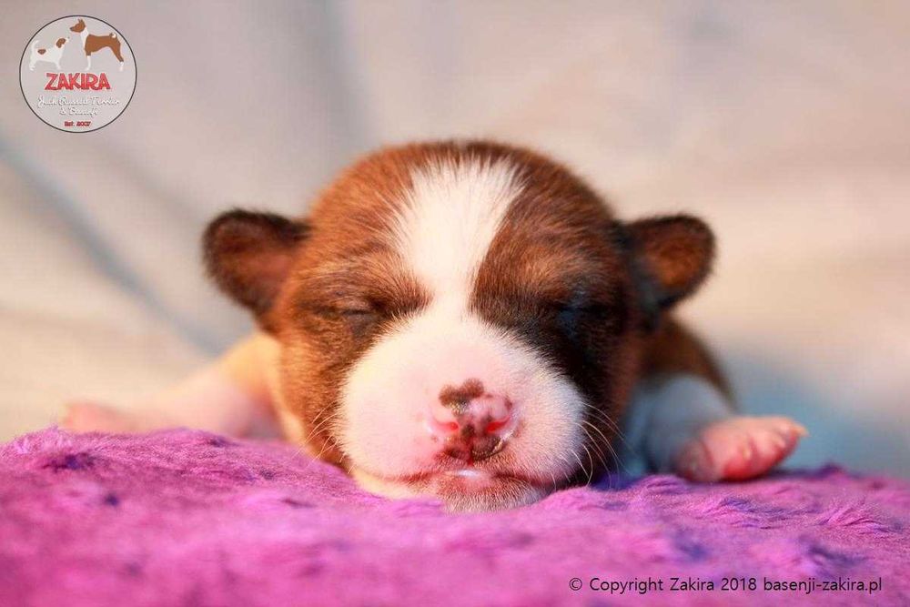 Szczenię Basenji po Multi Championie, WIOSNA-LATO 2026, ZAKIRA FCI