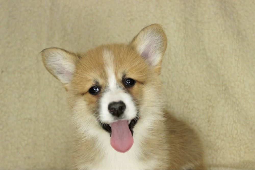 Вельш Корги Пемброк Девочка