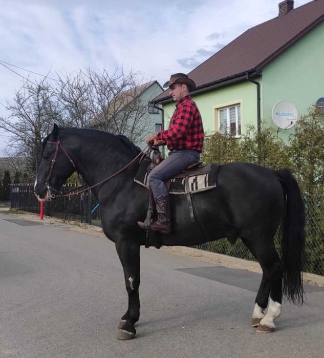 Ogier śląski Rik Stanówka