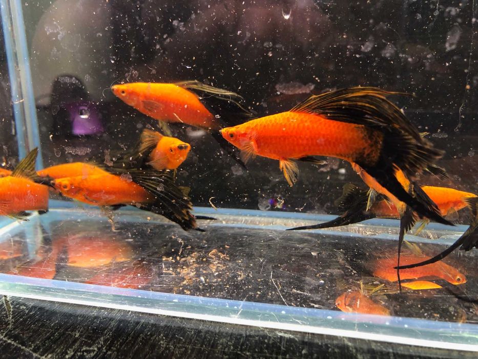 Mieczyk Wagtali Simson ok 8 cm