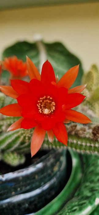 cacto-amendoim (Echinopsis chamaecereus)