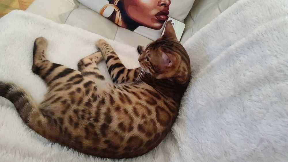 Gatinho Bengal Spotted Tabby Brown