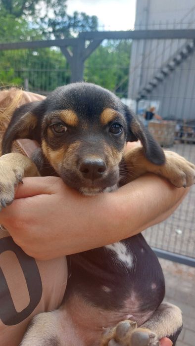 Маленький хлопчик шукає родину