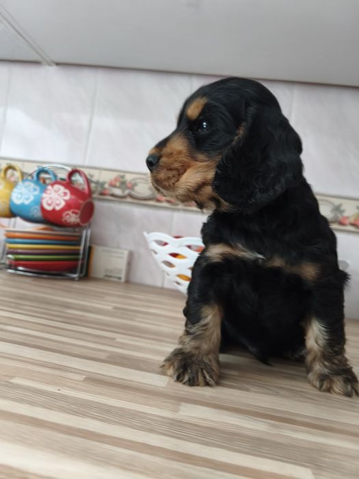 Piesek Cocker spaniel angielski