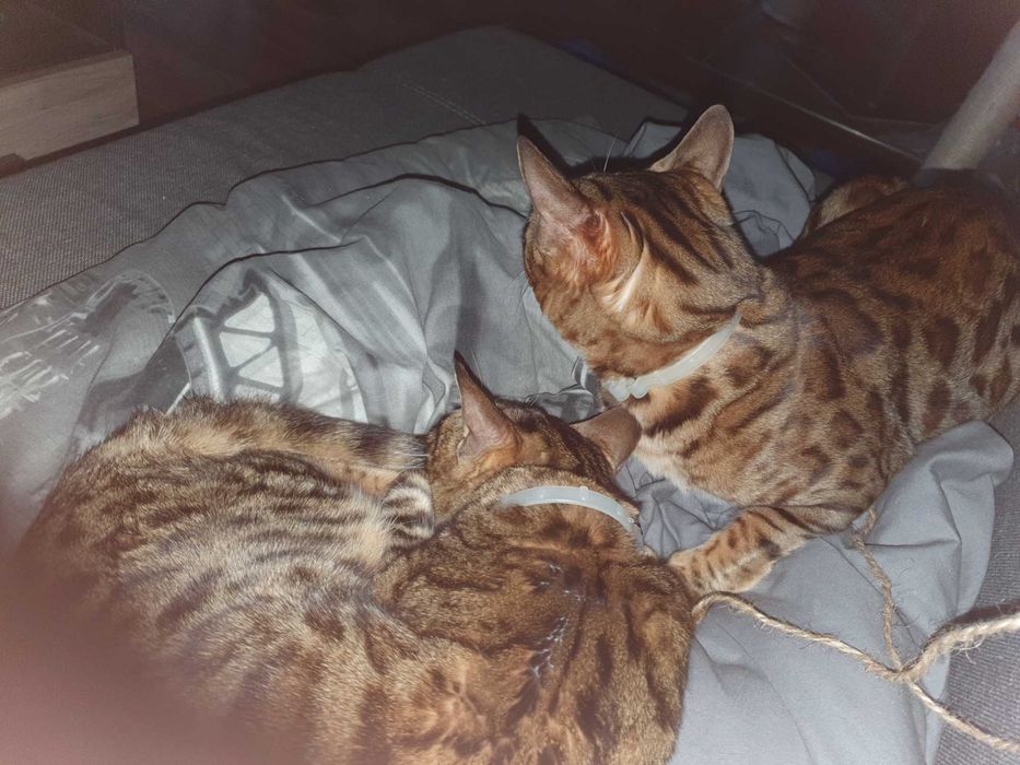 do adopcji 2 pak kotów bengalskich