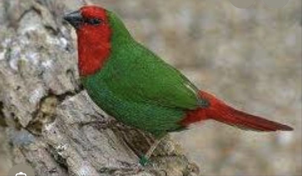 Para ceder aves de boa saude