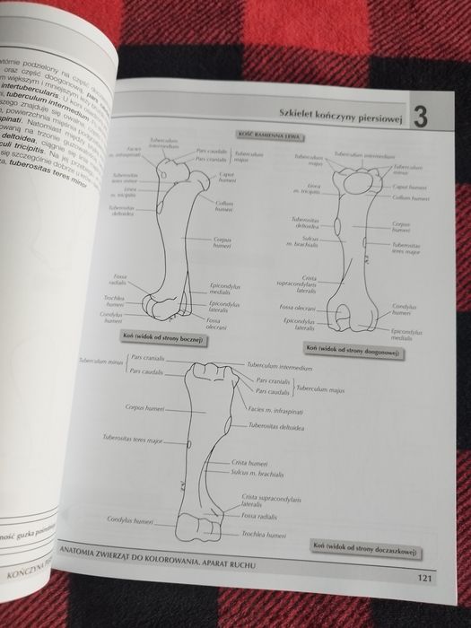 Anatomia zwierząt do kolorowania