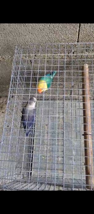Agapórnis             .