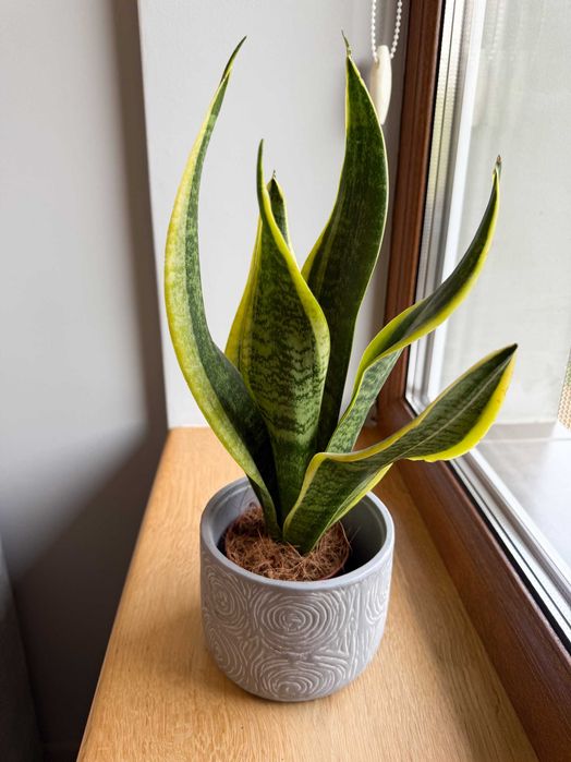 Апартаменти з сучасним дизайном в Міжгір'ї