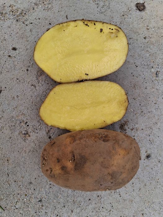 Ziemniaki jadalne Wega z własnego gospodarstwa