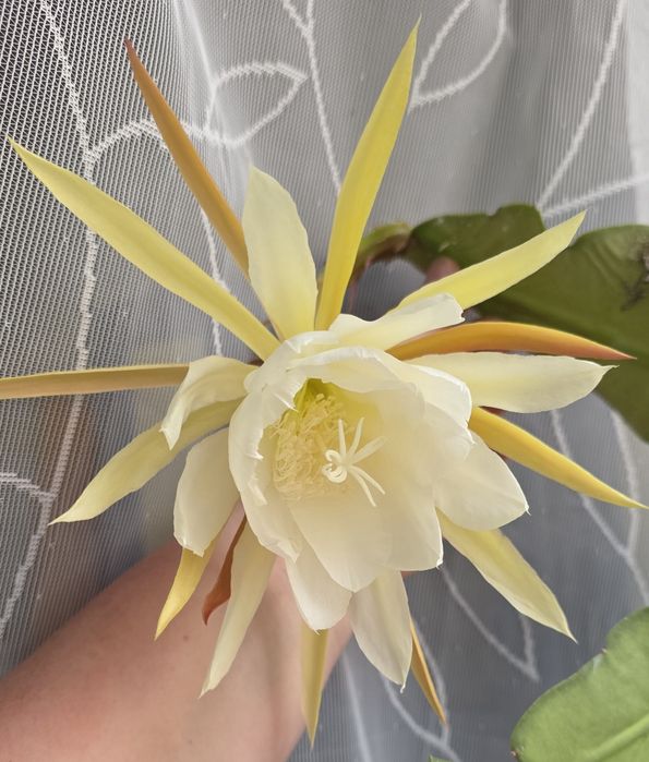 sadzonka epiphyllum kwitnącego na biało, ukorzeniona, rosnąca