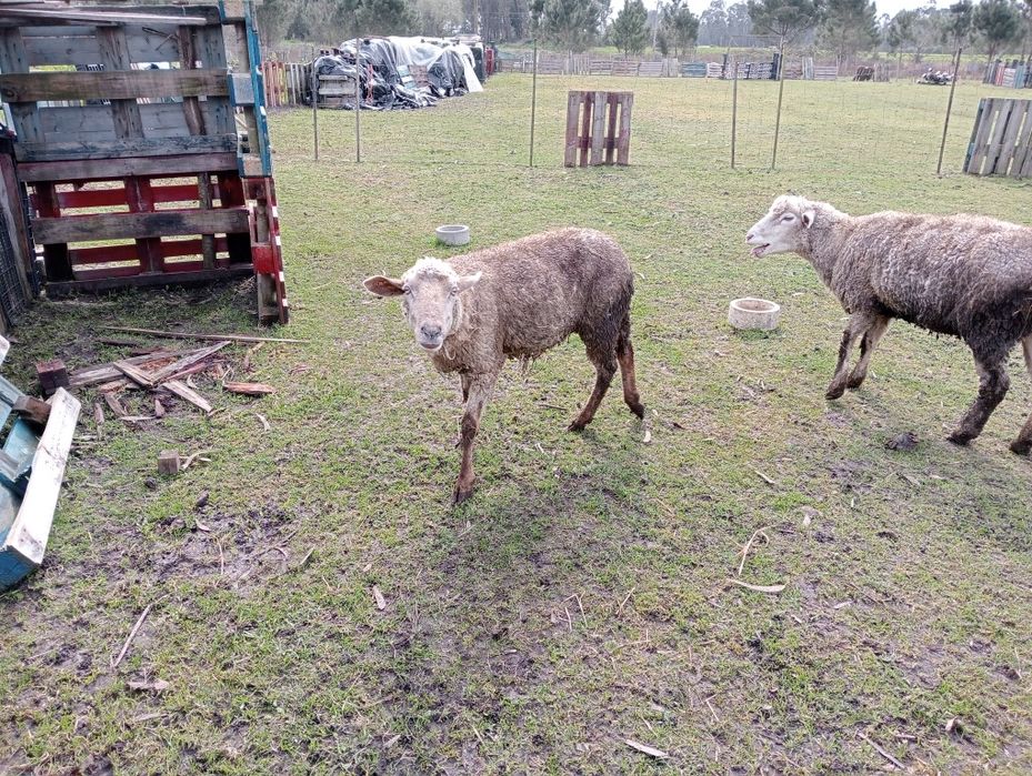 Vendo ovelha mais borrego juntos ou separados .