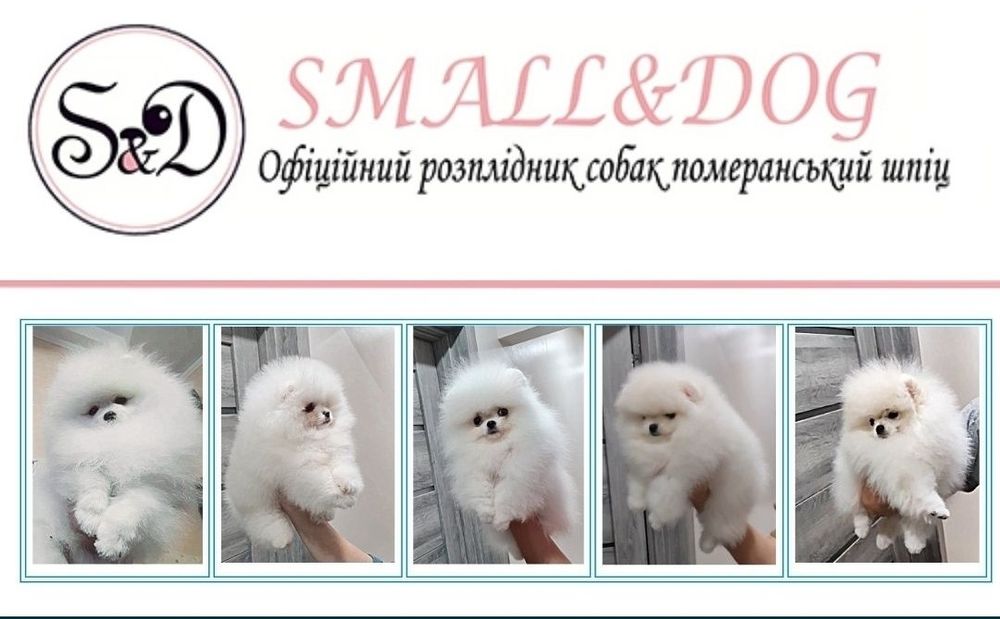Шпіц померанський з розплідника