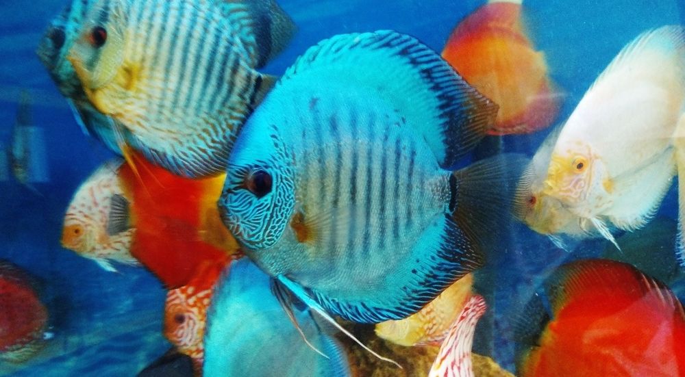 Продажа дискусов