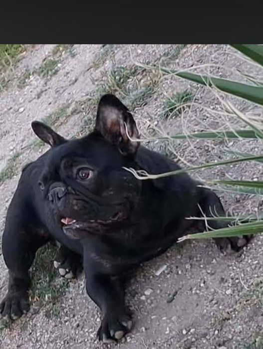 Buldogue Francês para monta