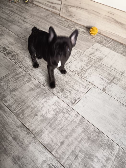 Buldog francuski-pies