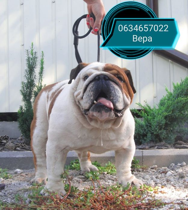 Вязка английский бульдог