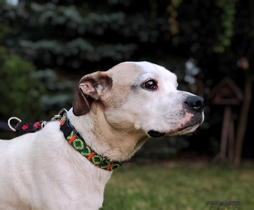 DO adopcji sliczna sunia