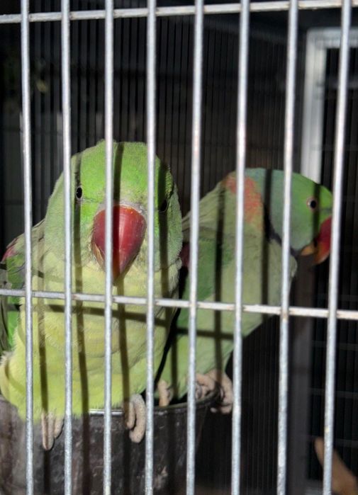 Aves Grandes Alexandrinos