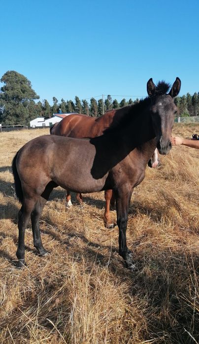 Poldro lusitano de 1 ano