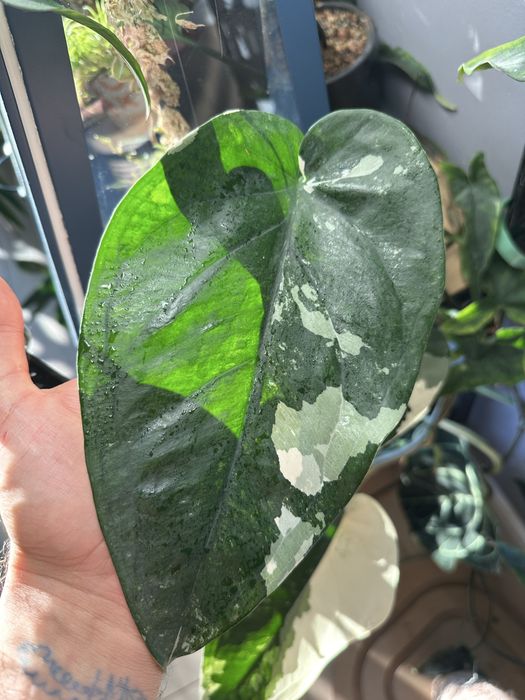 Syngonium chiapence var