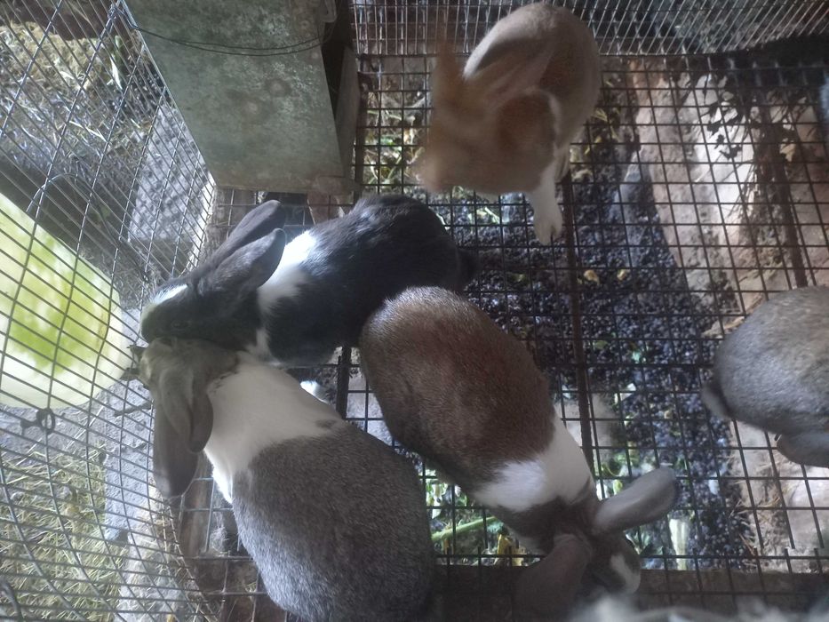 Coelhos caseiros para ceder