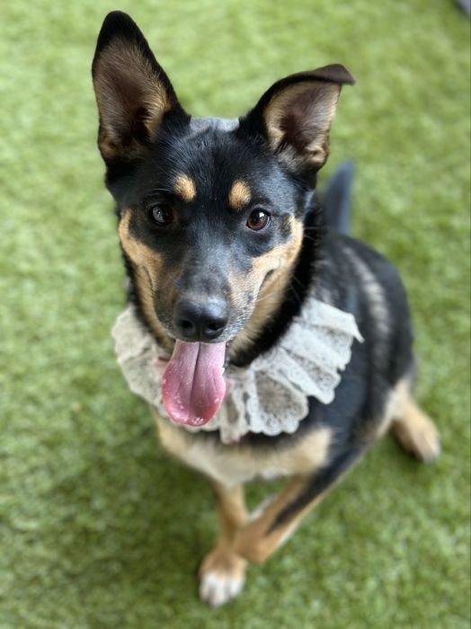 Собачка дівчинка стерилізована