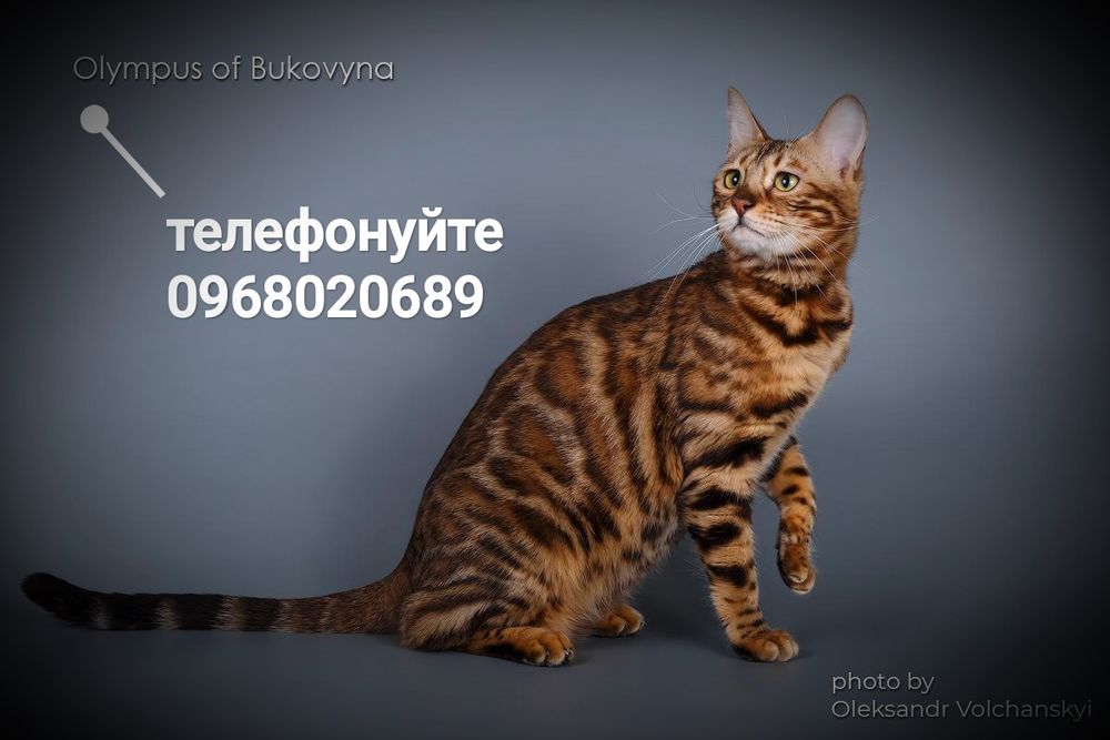 Розплідник бенгальських кошенят WCF