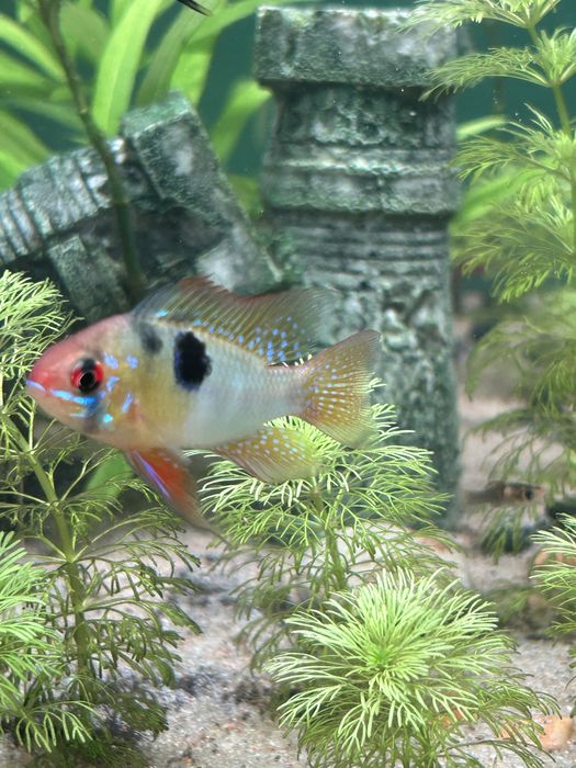 German Blue Ram (5 cm)