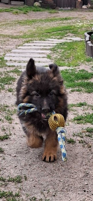 Owczarki niemieckie długowłose  szczenię rezerwacja