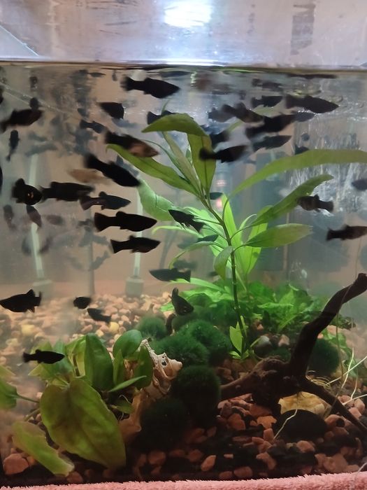 Молінезії , Гуппі, Анциструси.