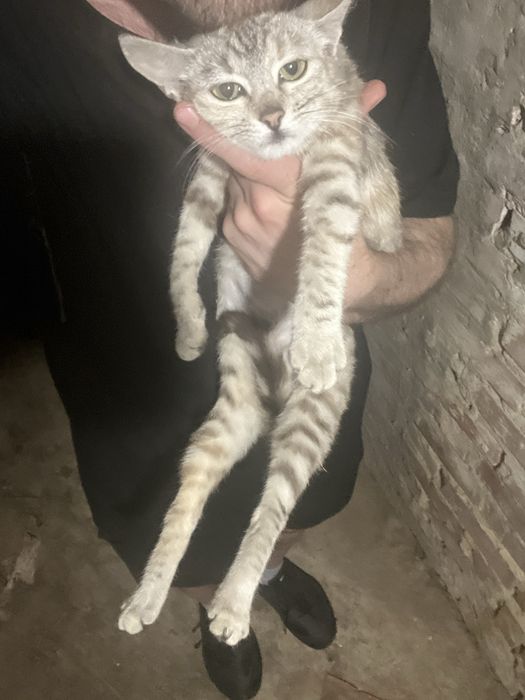 Киця шукає родину.котик.Кошеня.Котики