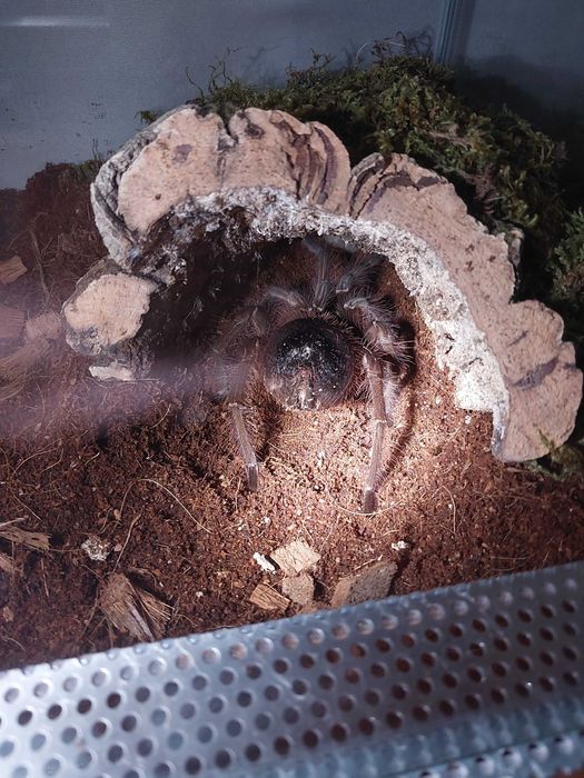 Ptasznik Pająk Theraphosa apophysis samica z terraraium