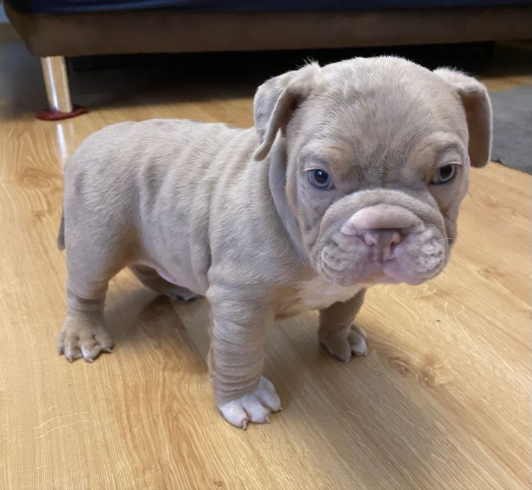American Bully Pocket