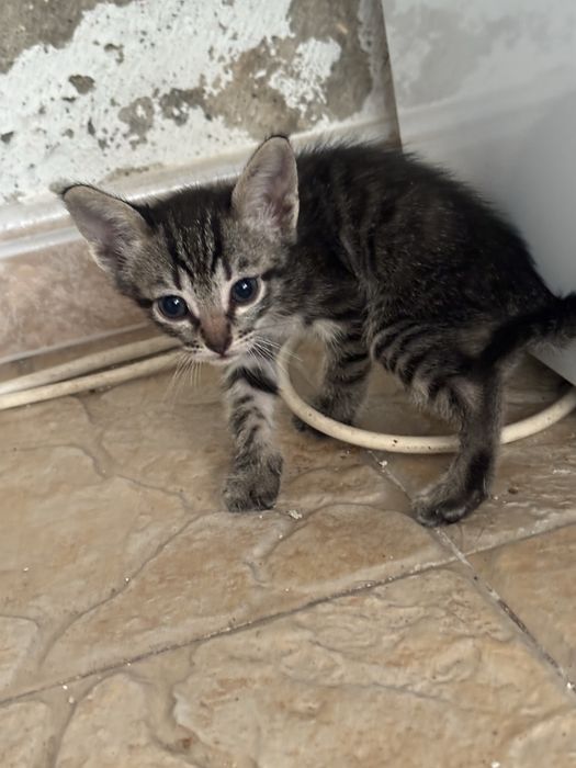 Gatos para adocao