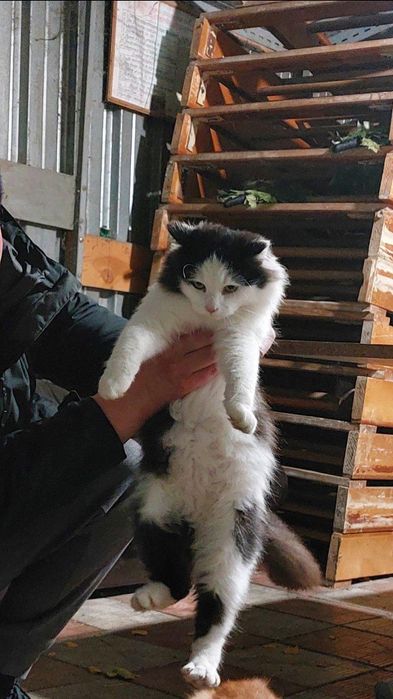 Отдам пушистого черно-белого котенка, мальчик, 6 месяцев