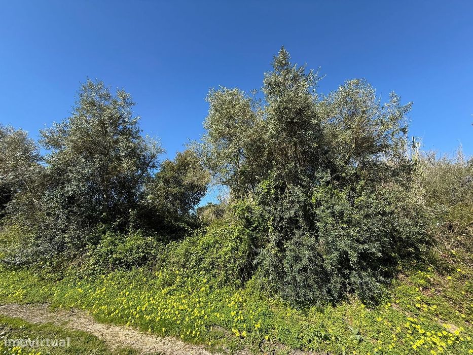 Apresento terreno agrícola, no Cartaxo com área total de 12 200 m2