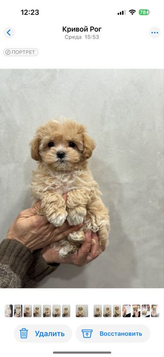 Мальтипу девочка кривой рог мини размер