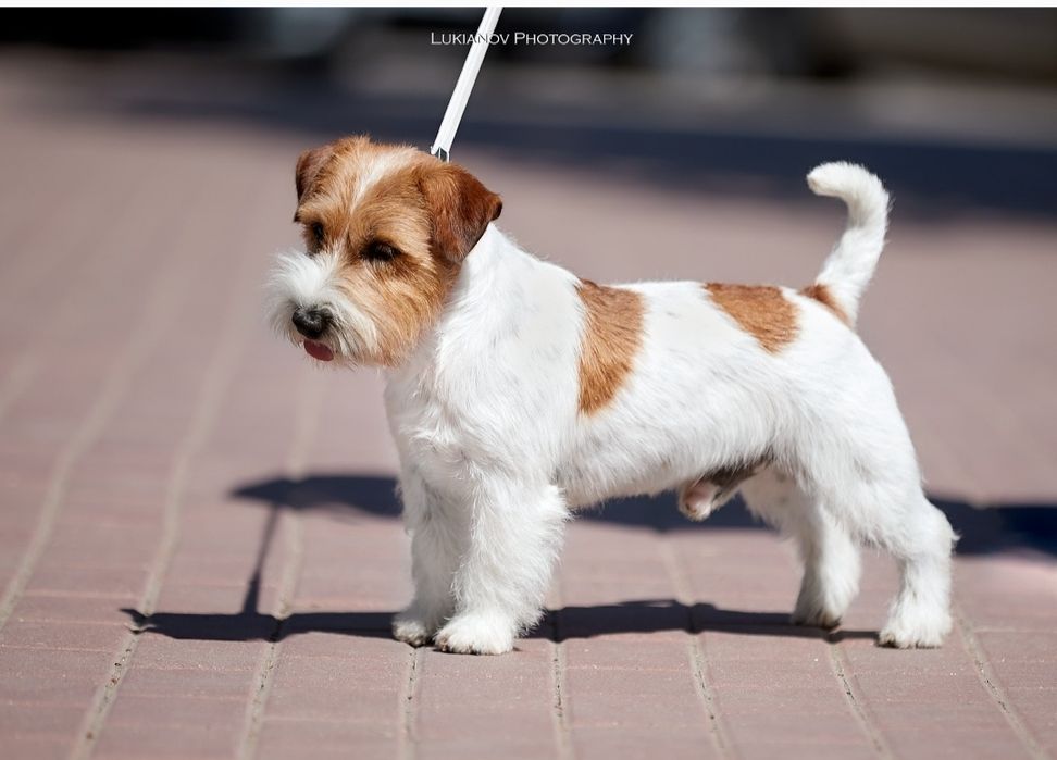 Хлопчик ДРТ для в'язки