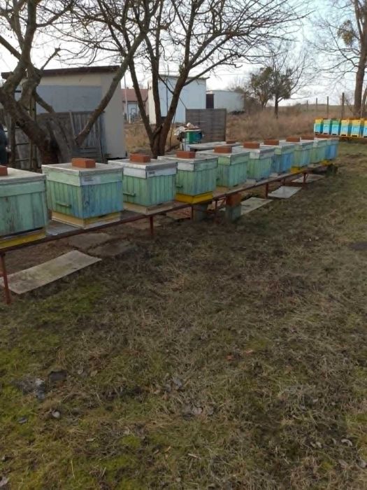 Pilna okazja - 20 szt. uli