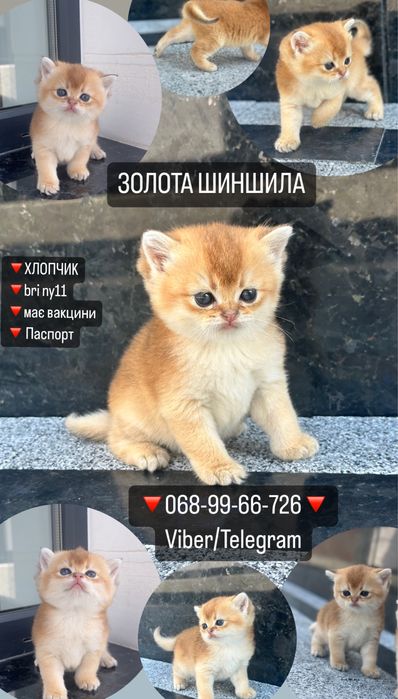 Золота шиншила хлопчик продаю