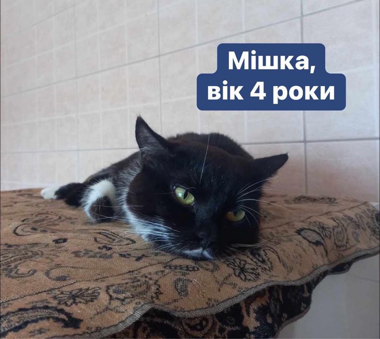 Котики в добрі руки!