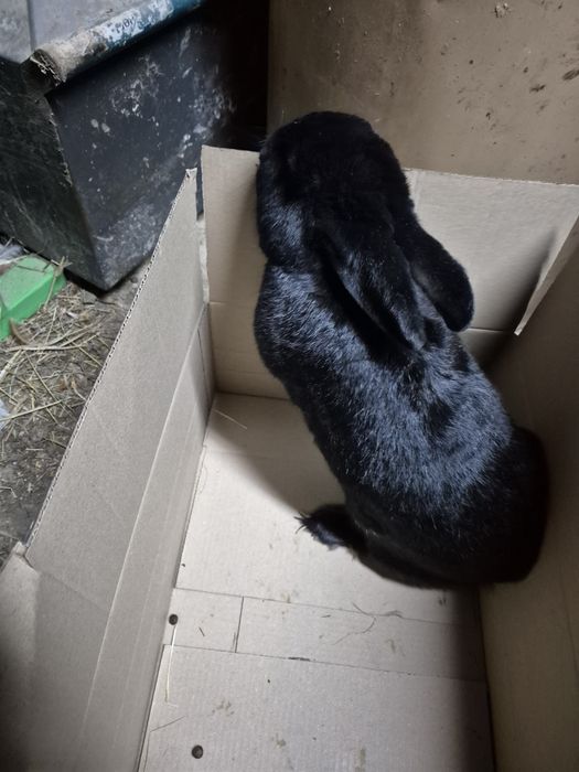 Продам кроликів в наявності 4шт