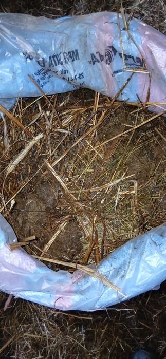 Sprzedam Obornik Koński