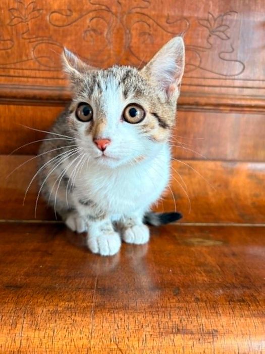 Kociaki do adopcji !!! (opis)